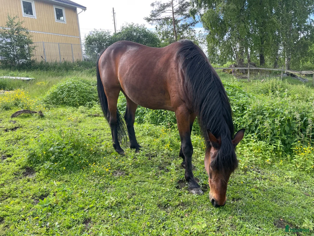 Övrigt hästar till salu: Ridtravare i Säffle - Annons 4