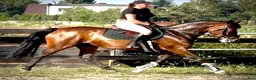 Allround hästar till salu: Mila – 10-Year-Old Beautiful Versatile Family Mare - Annons 11