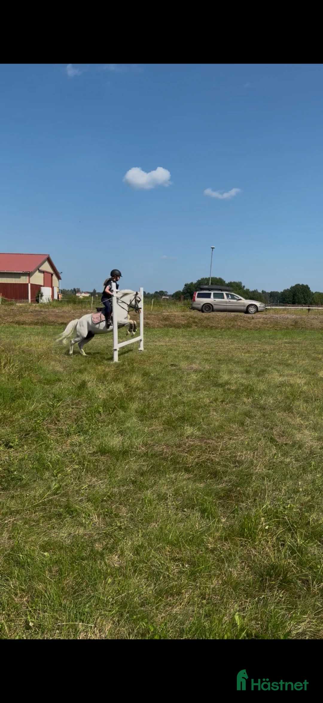 Allround hästar till salu: Welsh Mountain-valack född 2016 i Avesta - Annons 2
