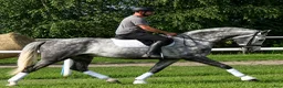 Allround hästar till salu: Presence & Talent - amazing Silesian - Annons 10