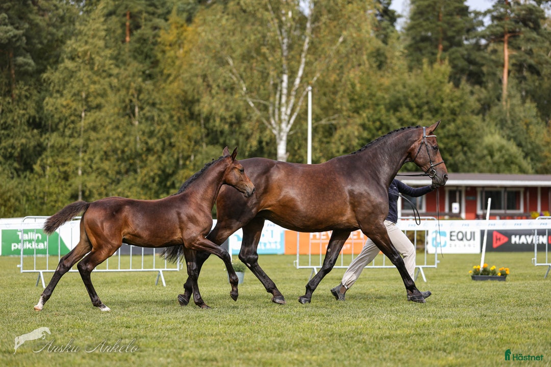 Hoppning hästar till salu: Berglands Corvette (Everett-Cornet Obolensky) - Annons 2