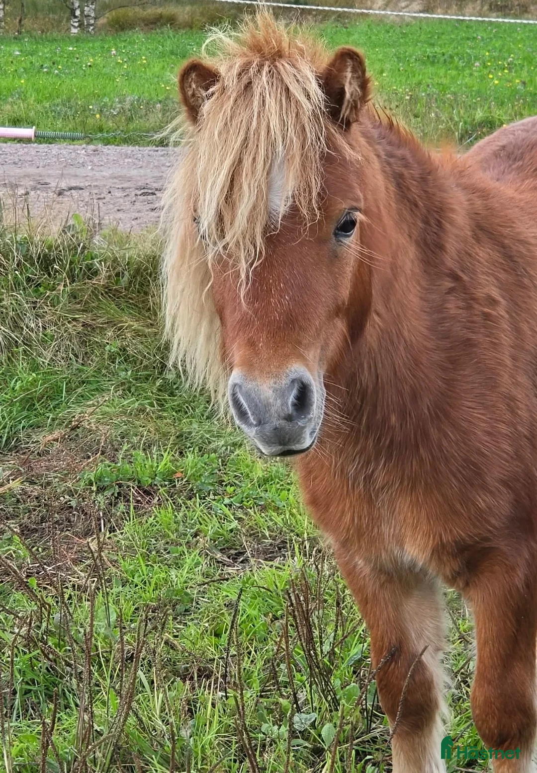 Allround hästar till salu: 3 årigt sto och 1 års hingst - Annons 3