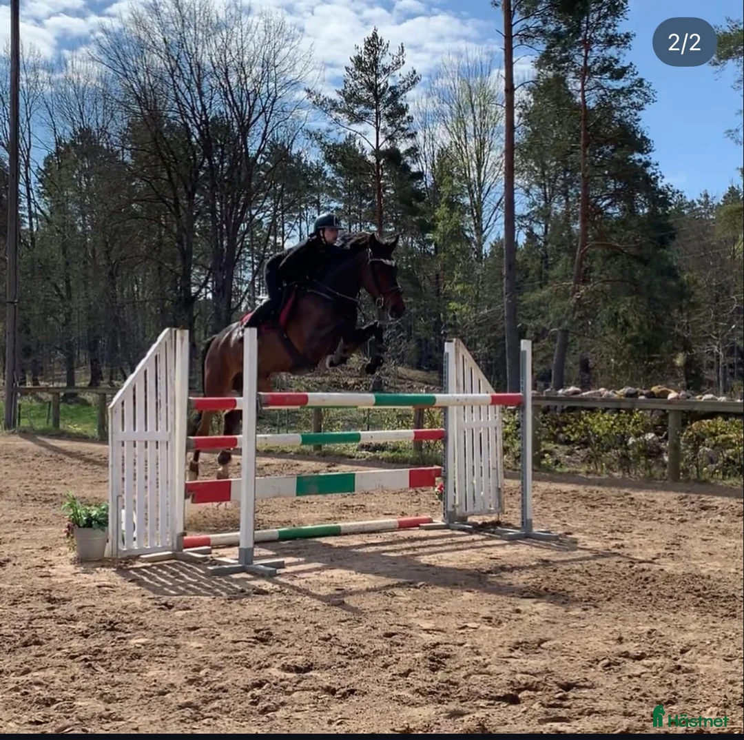 Hoppning hästar till salu: Häst för satsande children lr Junior  - Annons 7