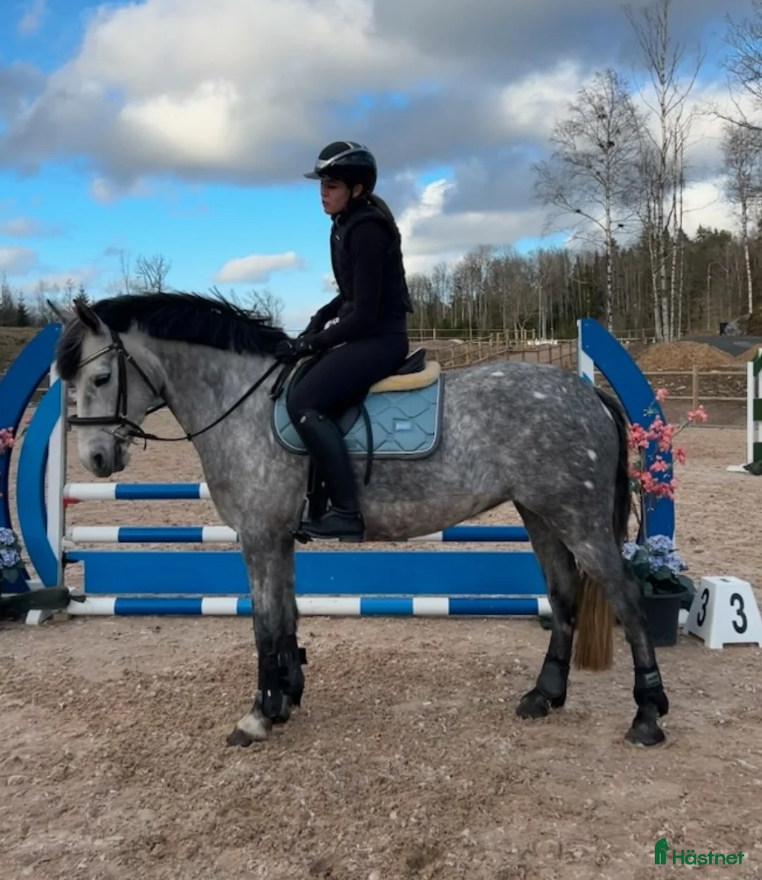 Hoppning hästar till salu: Blivande tävlingskompis - Annons 2