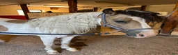 Allround hästar till salu: Fin formbar B-ponny till salu  i Nora - Annons 4