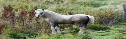 Allround hästar till salu: Vackert welsh cob sto - Annons 2