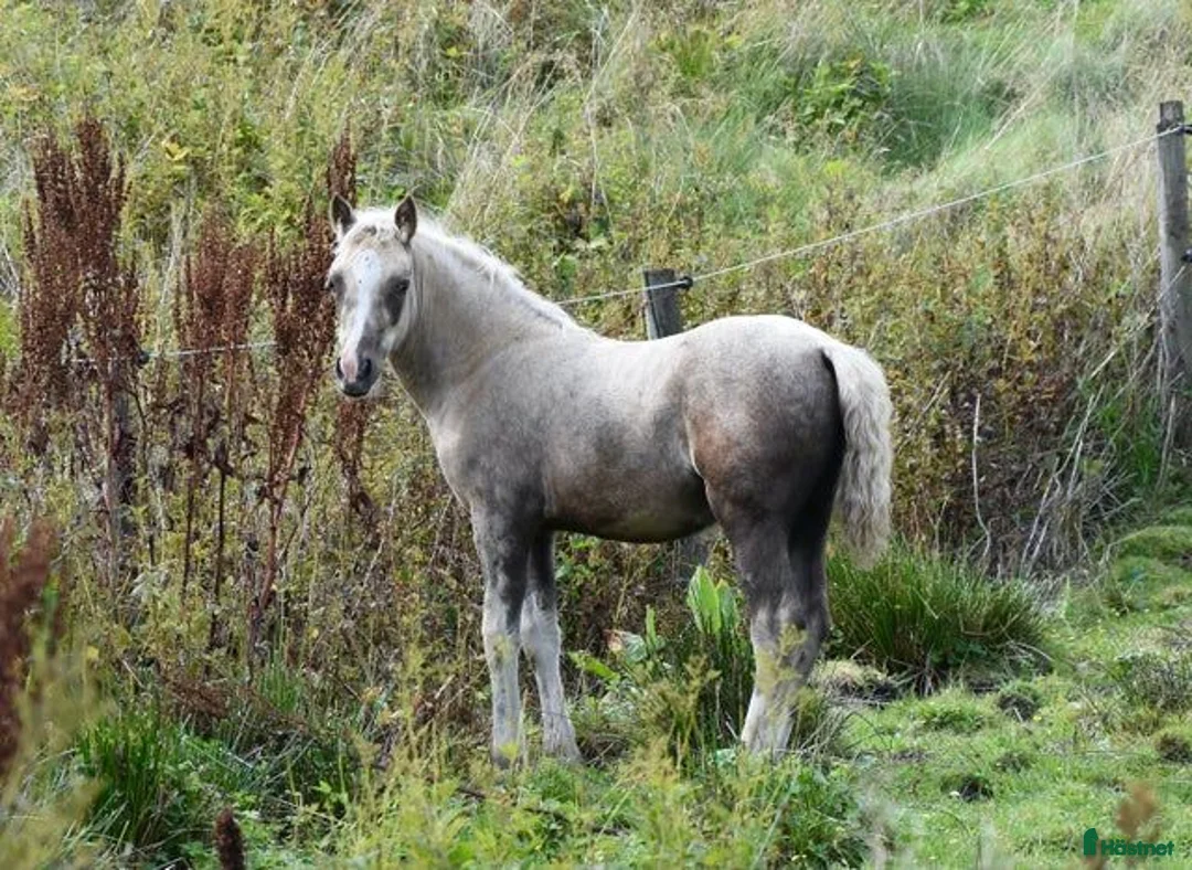 Allround hästar till salu: Vackert welsh cob sto - Annons 2