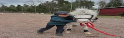 Allround hästar till salu: Finns rätt hem för vår hjärtehäst?  - Annons 5