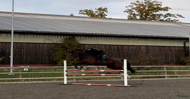  hästar i Västervik - Annons 6