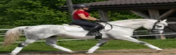 Allround hästar till salu: Exceptional Silesian Mare–The Star for your Future - Annons 4