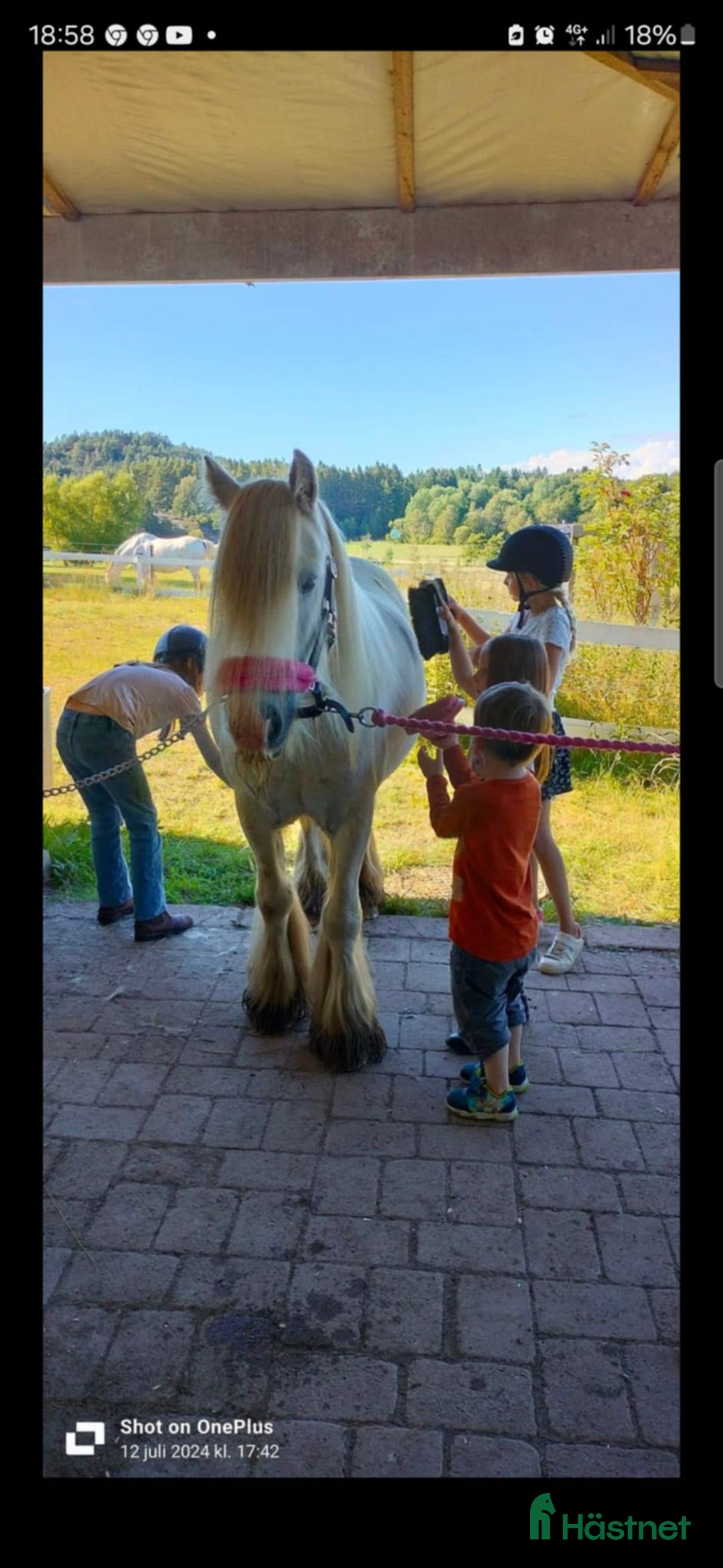 Övrigt hästar till salu: Supertrygg b ponny, även är lämplig för verksamhet i Säve - Annons 2