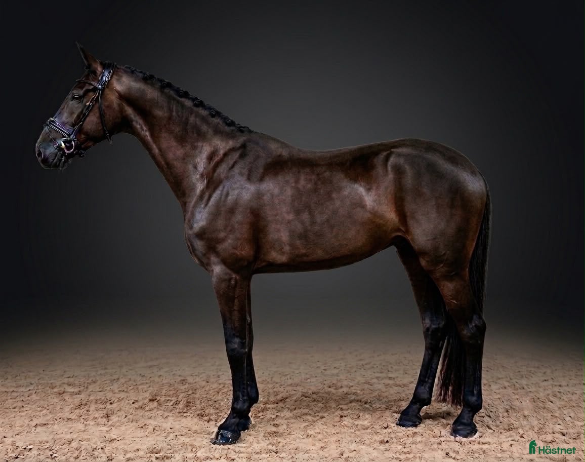  hästar Lovande dressyrsto e. So Perfect! - Annons 10