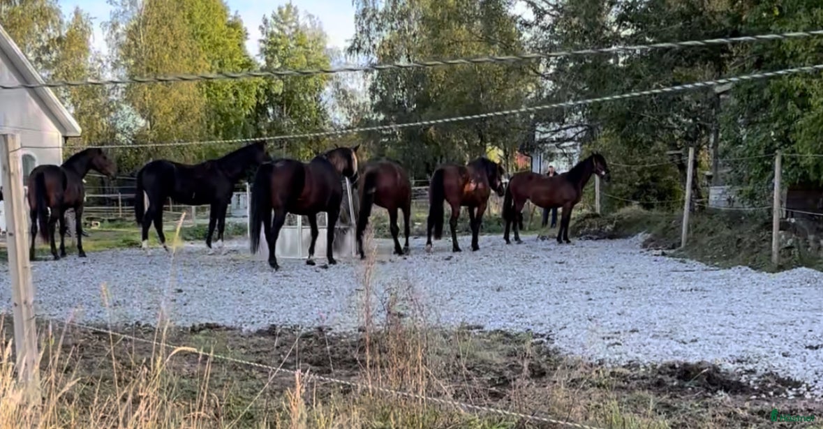  hästar 2-åring bytes mot äldre c/d-ponny/liten storhäst   - Annons 11