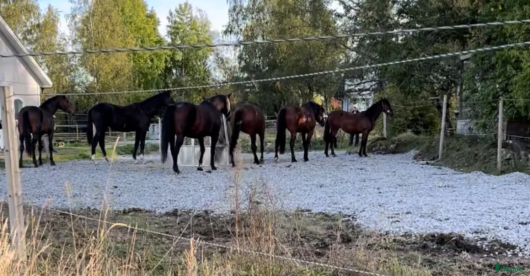 Allround hästar sökes: 2-åring bytes mot äldre c/d-ponny/liten storhäst   - Annons 1