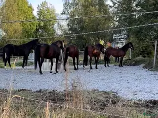 hästar 2-åring bytes mot äldre c/d-ponny/liten storhäst - Annons 11