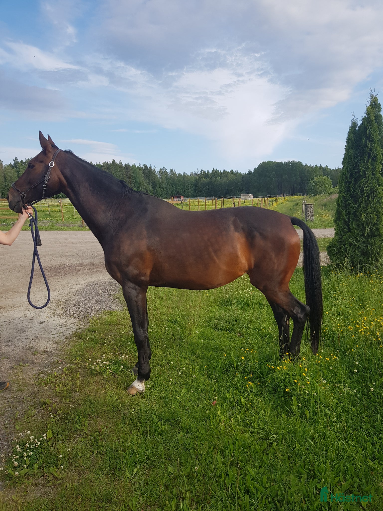  foderhäst Hobby/sällskap - Annons 3