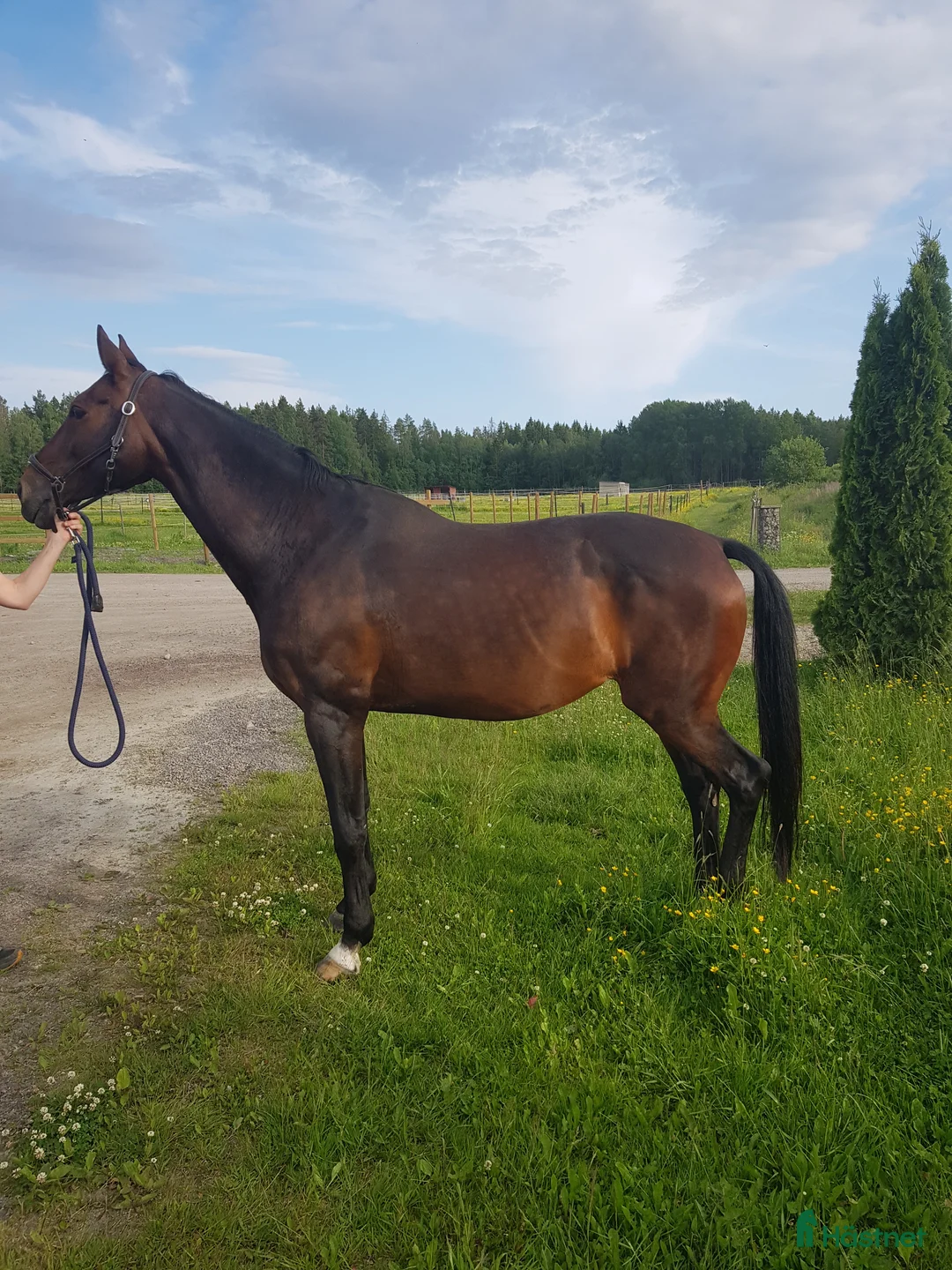  foderhäst finnes: Hobby/sällskap - Annons 1