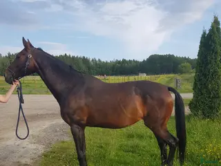 foderhäst Hobby/sällskap - Annons 3