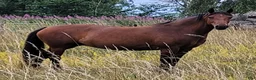  foderhäst finnes: Sällskap utlånas i Bromölla - Annons 2
