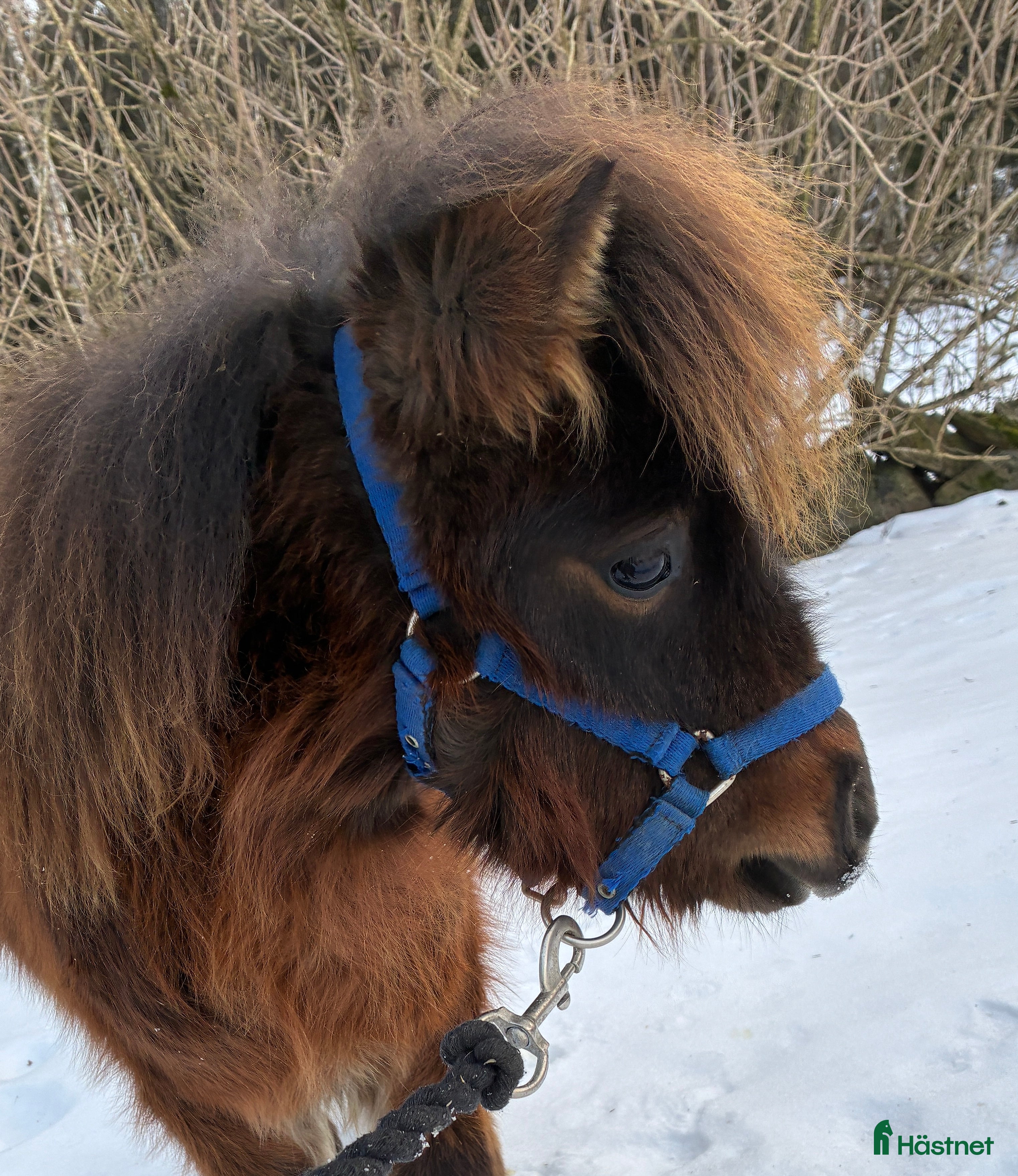  hästar Mini Shetlands hingst - Annons 1