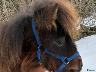 hästar Mini Shetlands hingst - Annons 2