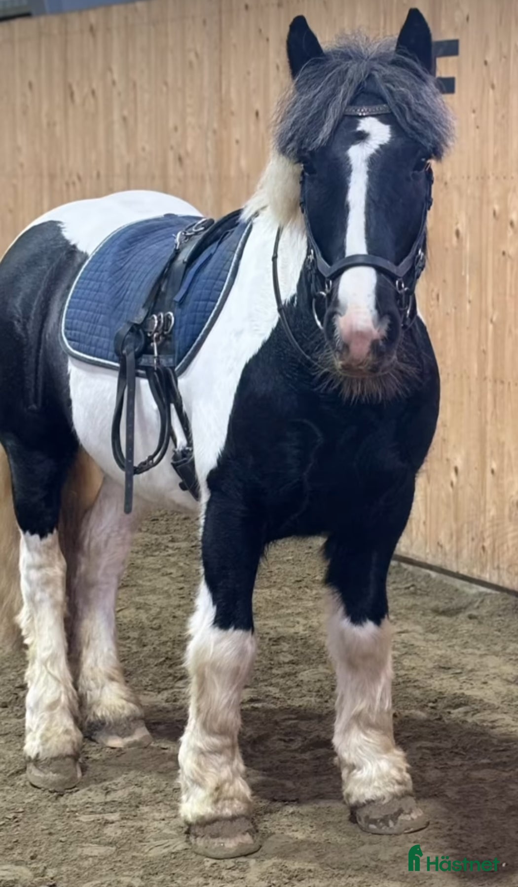  hästar 🩵 Charmigaste pojken 🩵 - Annons 18