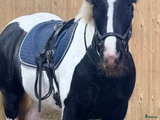 hästar 🩵 Charmigaste pojken 🩵 - Annons 18