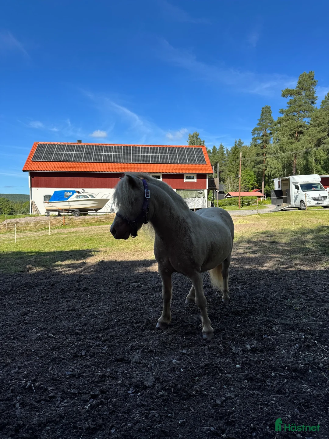 Allround hästar till salu: Minishettis  - Annons 4