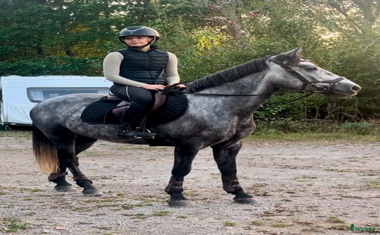  hästar i Trekanten - Annons 13