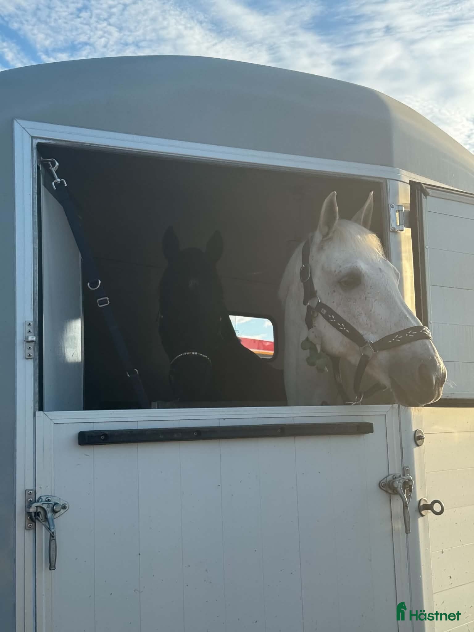 Hästtransporter  fordon & transport till salu: Välutrustat Cheval Liberté touring - Annons 15