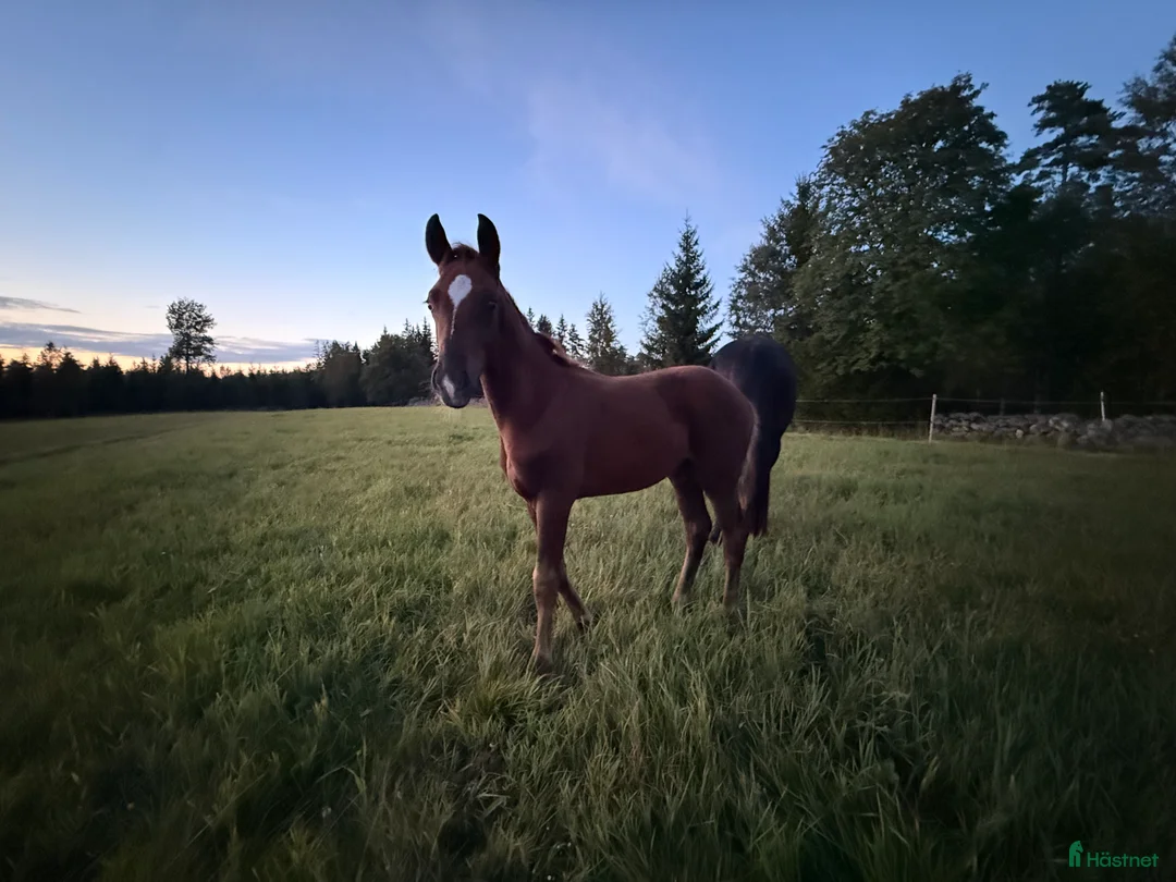 Dressyr hästar till salu: Kvalitetshäst med meriterat möderne! - Annons 3