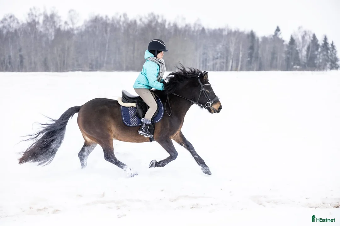 Hoppning hästar till salu: Trevlig C-ponny  - Annons 2