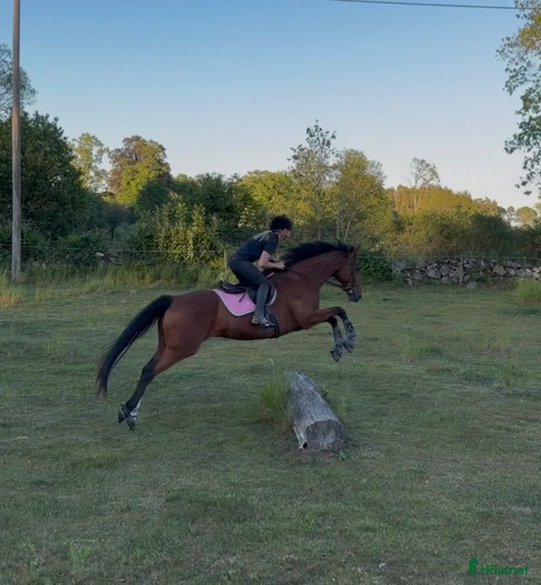 Allround hästar till salu: SWB-valack e. Hip Hop - Annons 2