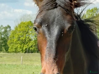 hästar Valack-24 i Hörby - Annons 7