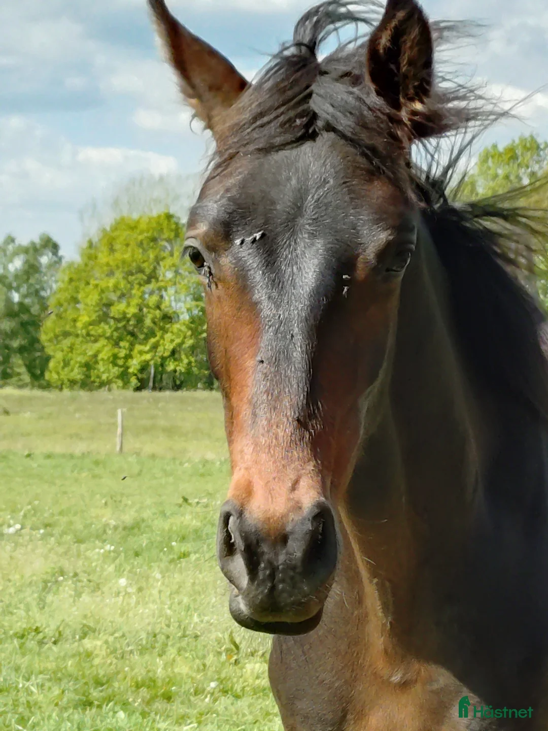Dressyr hästar till salu: Valack-24 i Hörby - Annons 1