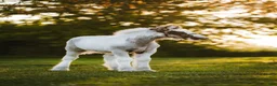 Allround hästar till salu: Fantastisk Irish cob hingstföl  - Annons 4