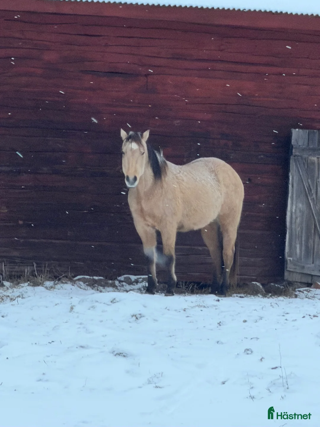 Western hästar till salu: Försiktig kille vill flytta hemifrån  - Annons 2
