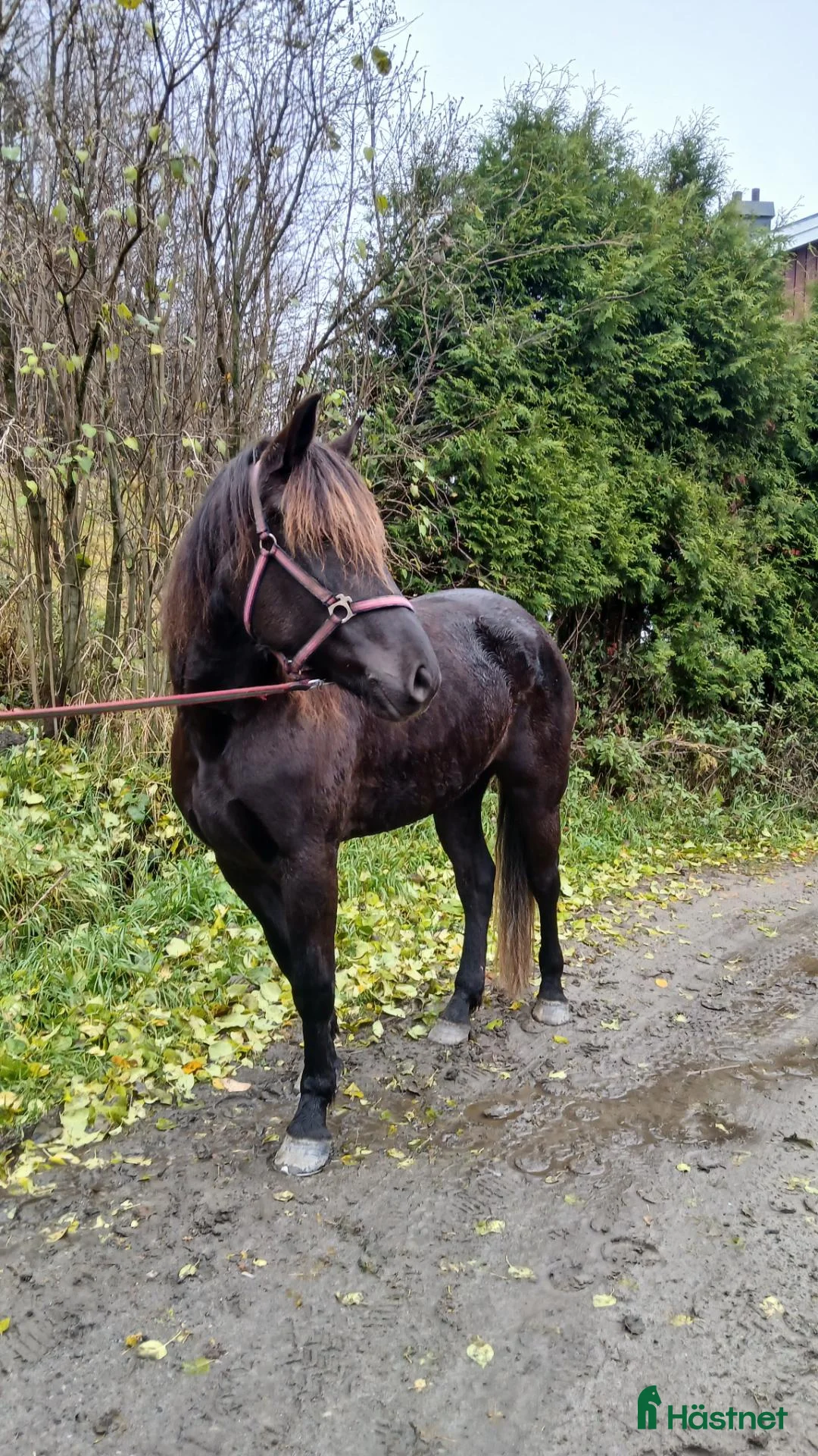 Trav hästar till salu: 3årigt kallblodssto - Annons 3