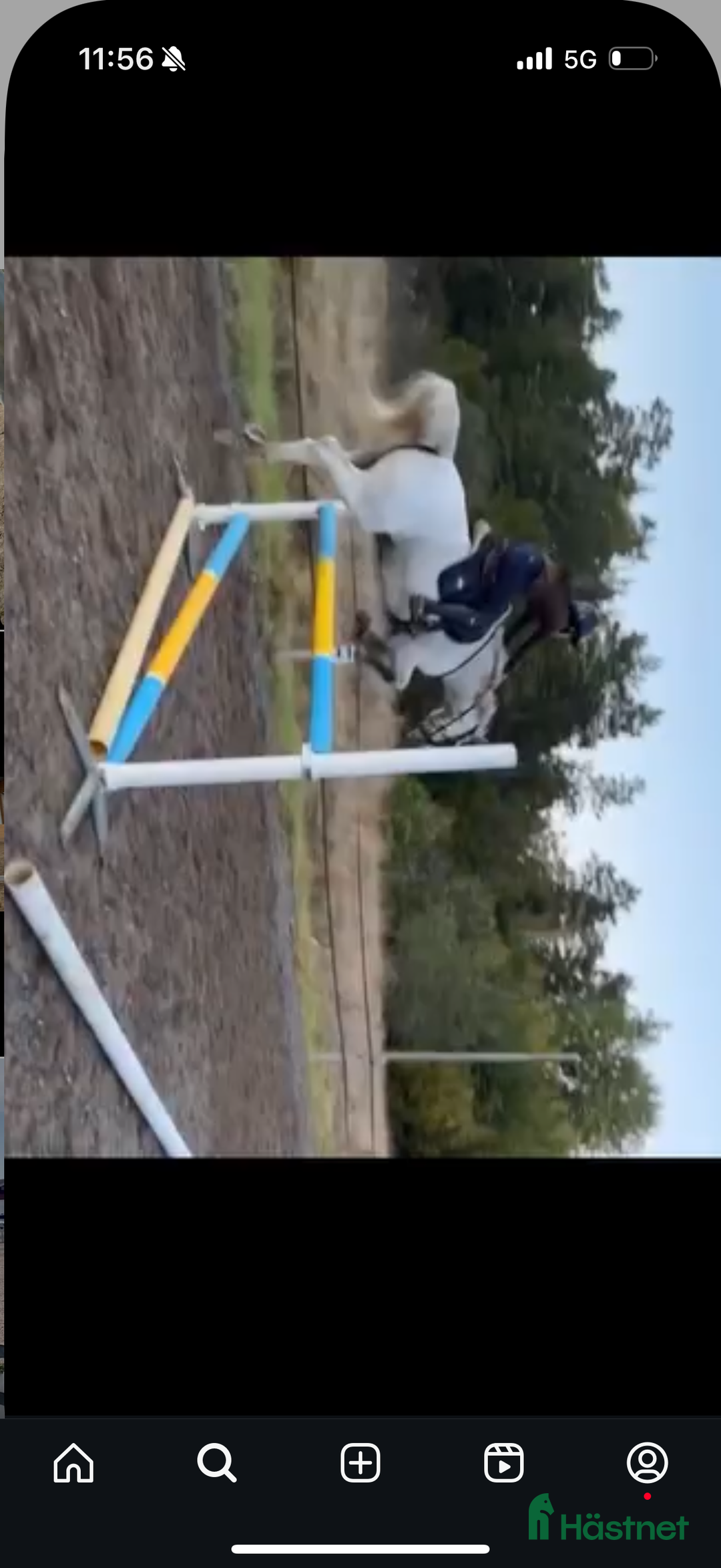 Dressyr hästar till salu: Drömponny för den lilla ryttaren i Norrköping - Annons 8