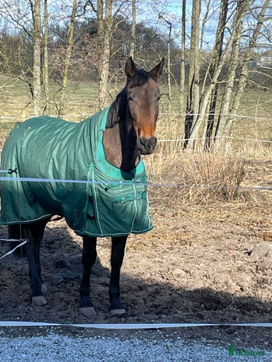 Galleribild {{count}}