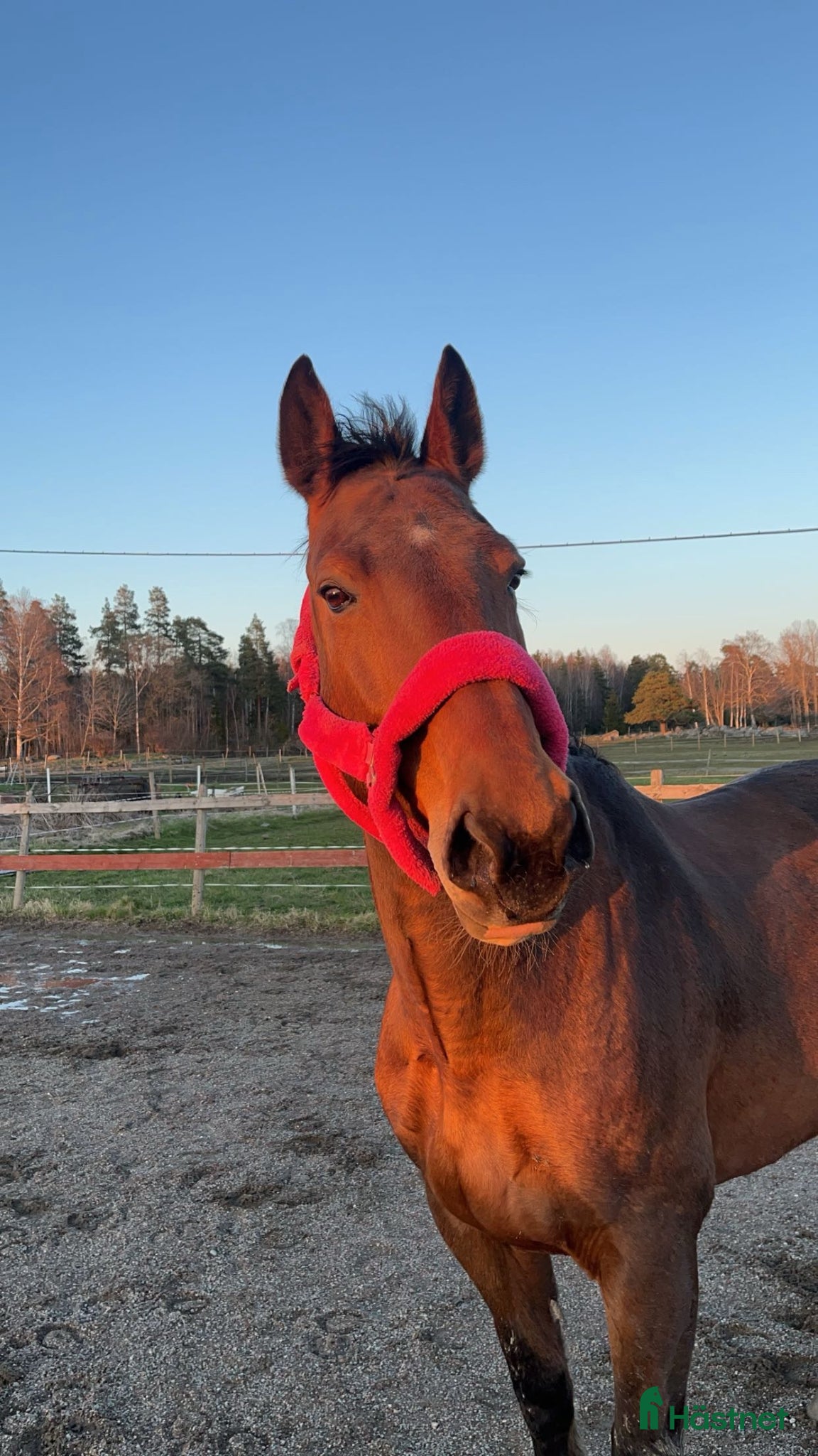  hästar Skogsmulle/sällskap  - Annons 2