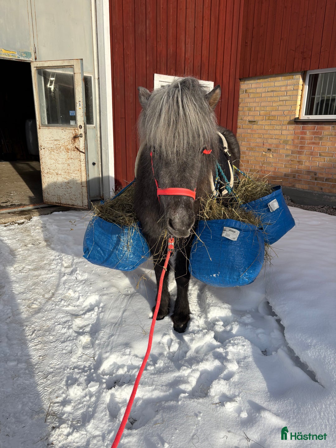Island hästar till salu: En riktig drömhäst i Matfors - Annons 6