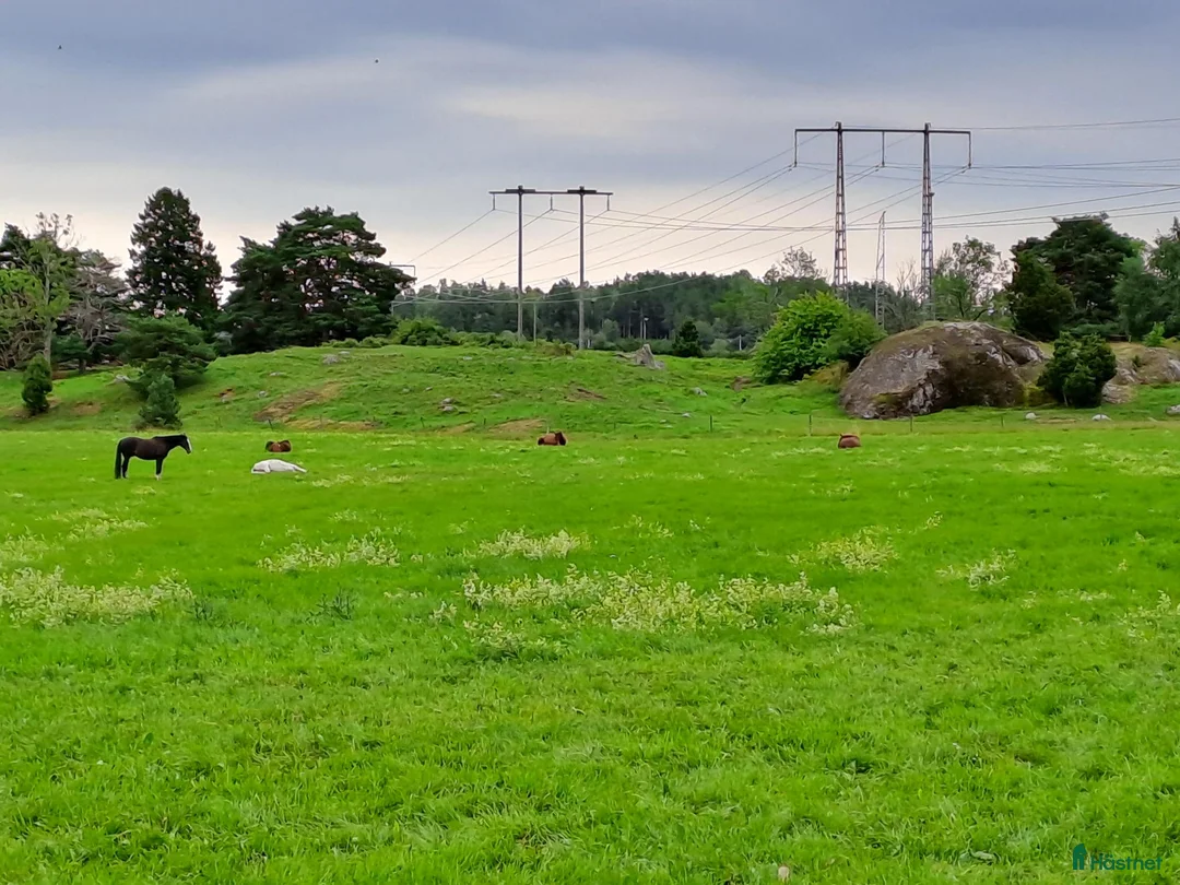  stallplats finnes: Lediga Stallplatser Önsta Stallet i Bro - Annons 17