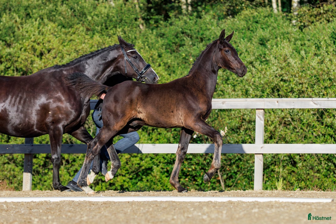 Dressyr hästar till salu: Svart Hingst Föl efter Bon Couer/Fürst Belissaro i Strömstad - Annons 4