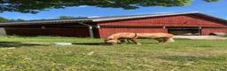 Allround hästar till salu: Fina charmiga Elliot 🧡 - Annons 10