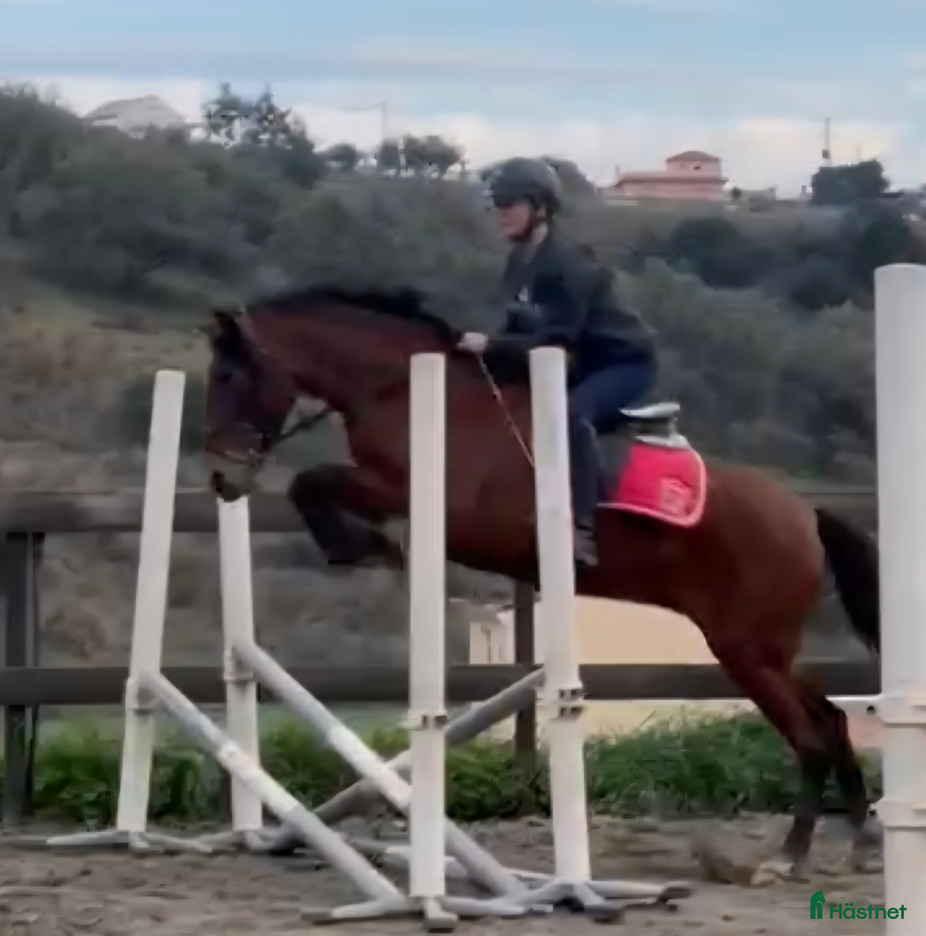  hästar Trevliga hästar till salu i Spanien  i Mijas - Annons 3