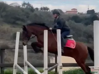 hästar Trevliga hästar till salu i Spanien i Mijas - Annons 3