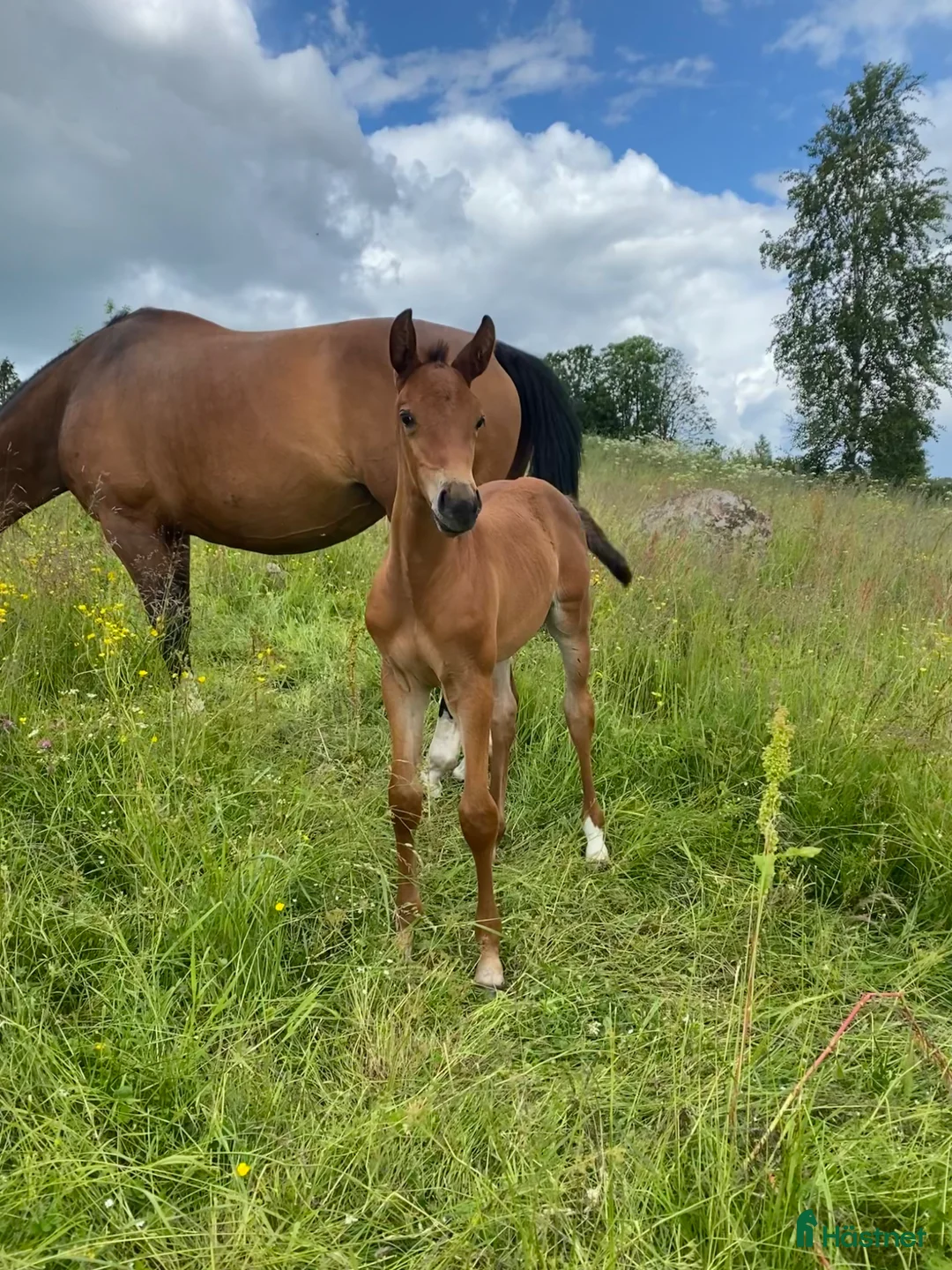 Hoppning hästar till salu: Trevlig 2-åring  - Annons 2