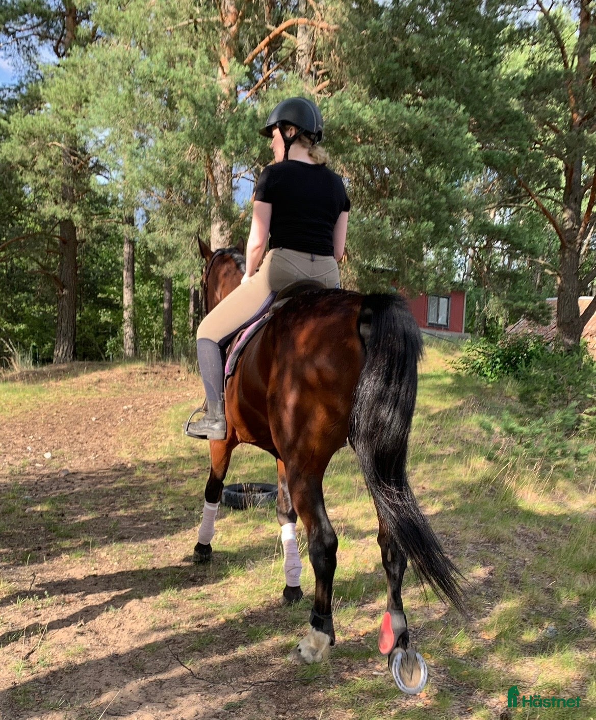  medryttarhäst sökes: Vuxen medryttare/medhjälpare finnes - Annons 2