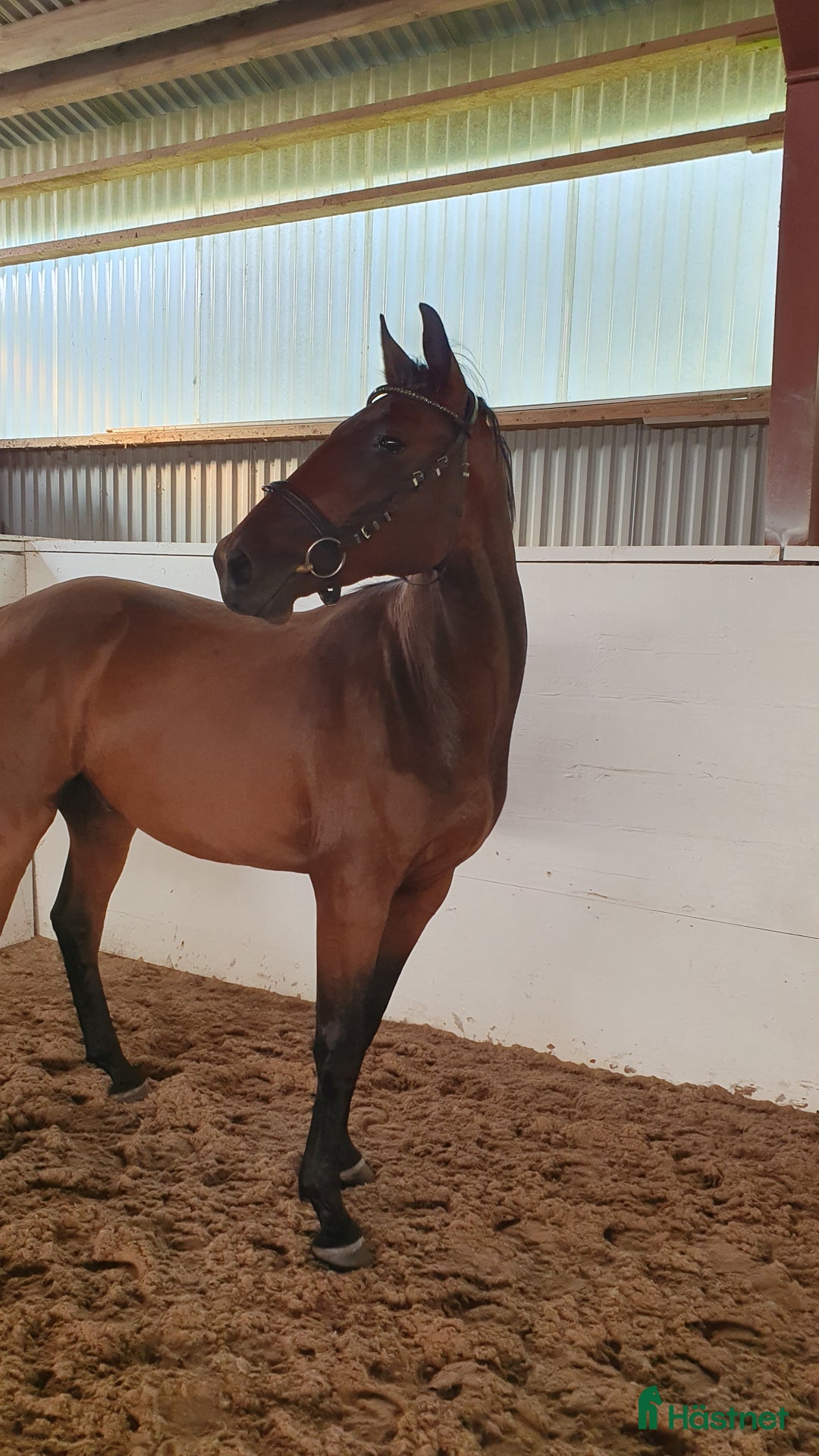 Hoppning hästar till salu: Tvååringar för hopp & fälttävlan i Lammhult - Annons 7